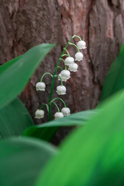 Vadi Çiçeğinin Zambağı Ağaç Barının Arka Planında Yeşil Yapraklarla Büyür — Stok fotoğraf