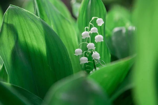 Прийшла Весна Красива Біла Лілія Квітки Долини Оточенні Пишної Зеленої — стокове фото