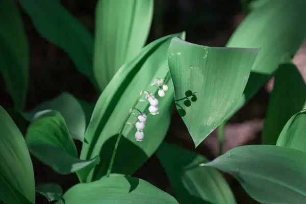 Licht Und Schatten Des Frühlings Die Weiße Maiglöckchen Blume Wirft — Stockfoto