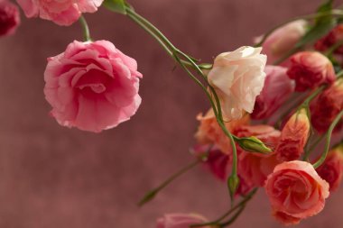 Yatay kartpostal davetiyesi boş, mesaj için yer var. Pembe ve kremalı Eustoma çiçekleri soluk pembe arka grubunda