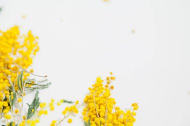 Bahar hala hayattır. Sarı mimoza dalı beyaz bir sırtüstü uzanır.