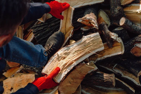 Hands Red Work Gloves Hold Mulberry Tree Log Yellow Core — Stock Photo, Image