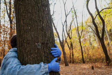 Doğayla güvenli iletişim. Mavi kauçuk eldivenli eller sonbahar ormanında bir ağaç gövdesine sarılır.