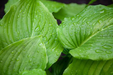 Yağmurdan sonra. Ev sahibi planının sulu yeşil yaprakları üzerinde güzel su damlaları