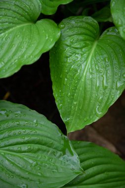 Yağmurdan sonra. Ev sahibi planının sulu yeşil yaprakları üzerinde güzel su damlaları