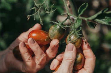 Domates topluyorum. Manikürlü kadın eller yeşil bir çalılıktan kahverengi oval domatesleri topluyor.