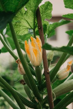 Büyük sarı kabak çiçeği Parlak yeşil yaprakların içinde