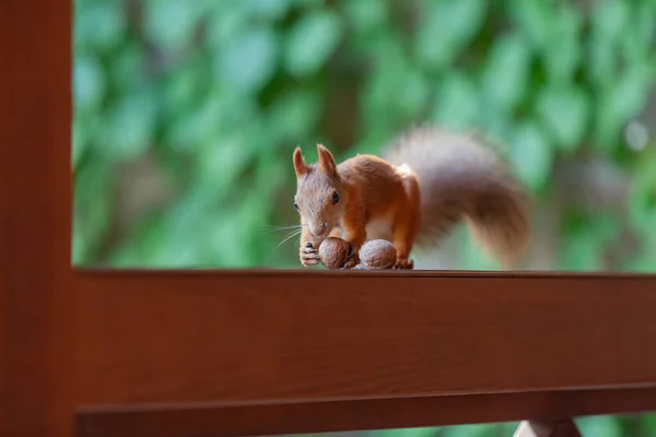 Eiweiß Und Nüsse Rotes Eichhörnchen Mit Einem Flauschigen Schwanz Sitzt — Stockfoto