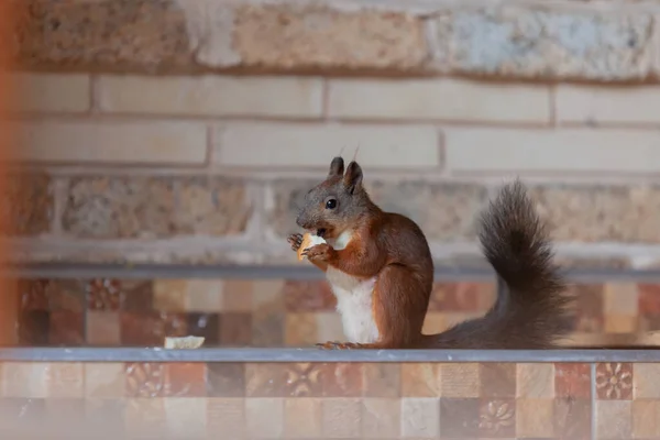 Eiweiß Und Brot Rotes Eichhörnchen Mit Schwarzem Flauschigem Schwanz Sitzt — Stockfoto