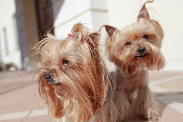 Két Cuki Yorkshire Terrier Áll Verandán Egy Napsütéses Napon — Stock Fotó