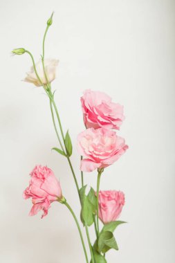 Beyaz arka planda pembe ve krema çiçekleri. Yakınlarda iki yeşil tomurcuk var.