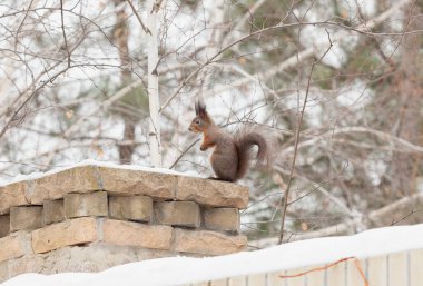 Çalı kuyruklu sıradan bir kırmızı sincap taş bir çitin karla kaplı tuğla sütununda duruyor.