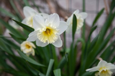 Bahar çiçekleri Güzel narsisus çiçekleri Sarı keklerle