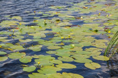 Nilüfer çiçeğinin yeşil yaprakları suda yüzer. Sarı çiçekler büyür