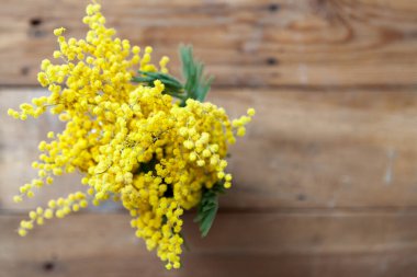 Bahar geldi. Ahşap bir arka planda sarı mimoza dalı.