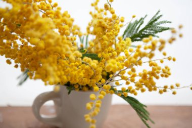 Mimosa buketi. Beyaz arka plan manzaralı beyaz bardakta sarı mimoza dalı. Alt ahşap domuz.
