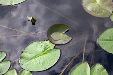 Oval ve yuvarlak su nilüferlerinin yeşil yaprakları suda yüzer. Yakında beyaz bir çiçeğin kapalı tomurcuğu var. Uzun saplar görünür. Yukarıdan Görünüm