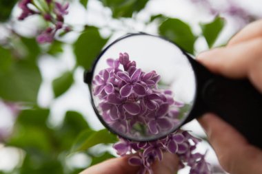 Botanikçi leylağı inceliyor. Beyaz bordlu leylak çiçeklerinin üzerinde yuvarlak bir büyüteç tutuyor.