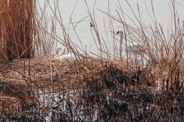 Nadir bulunur. Dişi bir beyaz kuğu bir bahar günü kuru sazlık yuvasına oturur. Sağ taraftaki suda başka bir kuğu yüzüyor. Ön grubunda yanmış sazlıklar