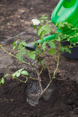 Plastik yeşil sulama kutusundan sulanan beyaz gül çalısı.