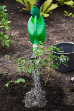 Plastik yeşil sulama kutusundan sulanan beyaz gül çalısı.