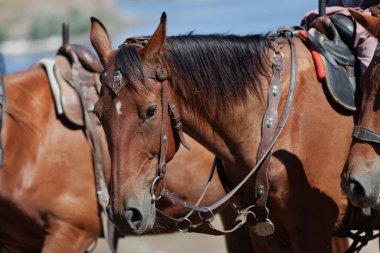 Kırmızı atın başı, siyah yeleli, dizginli açık bir alanda.
