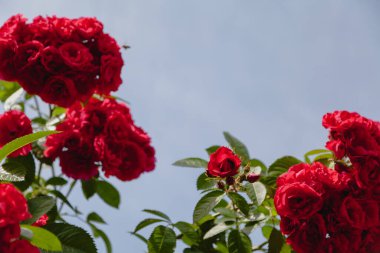 Mavi gökyüzüne küçük kırmızı güller konmuş bir çay gülü dalı. Dalların üzerinde yeşil yapraklar görünür.