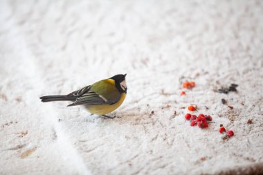Birds in the winter. A cute tit sits in the snow. Nearby are red rowan berries. There are many paw prints aroun