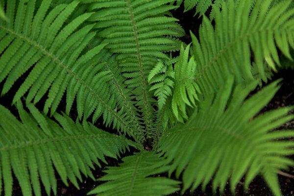 Геометрия растений. Зеленые листья на черноземе в летний день. Взгляд с борта