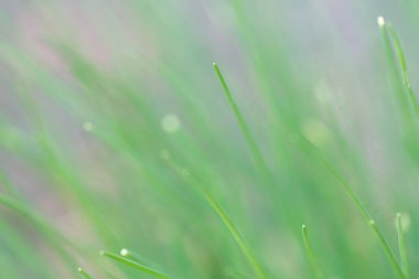 Yeşil bitkisel hayata girmiş. İnce çimen yapılı makro sho