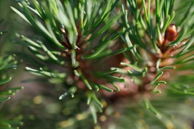 Yumuşak iğneli yeşil ardıç dalları. Yapı makro fotoğrafı