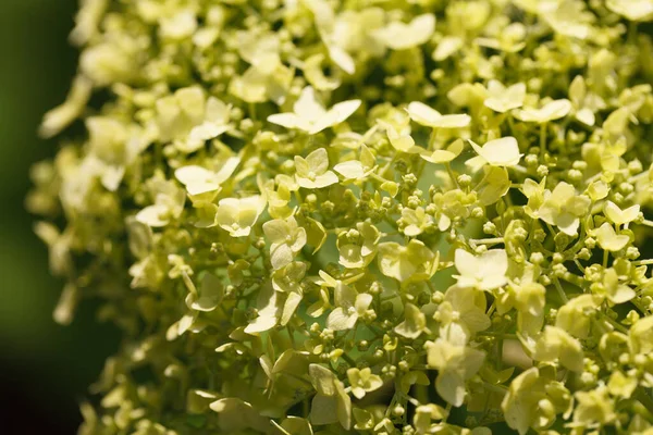 Bloeiwijze Van Kleine Gele Bloemen Hortensia Met Vier Brede Bloemblaadjes — Stockfoto