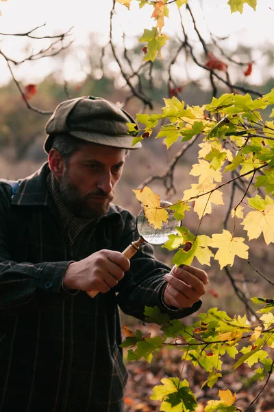 Naturalist Beard Examines Large Yellow Maple Leaf Tree Branch Large — Stock Photo, Image