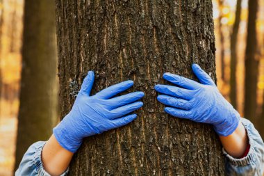 Doğayla güvenli iletişim. Mavi kauçuk eldivenli eller sonbahar ormanında bir ağaç gövdesine sarılır.