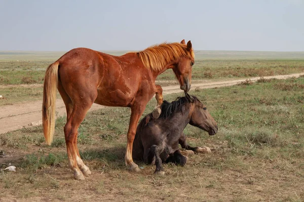 Něžnost Koní Kůň Leží Stepi Nedaleko Snaží Obejmout Červený Kůň — Stock fotografie