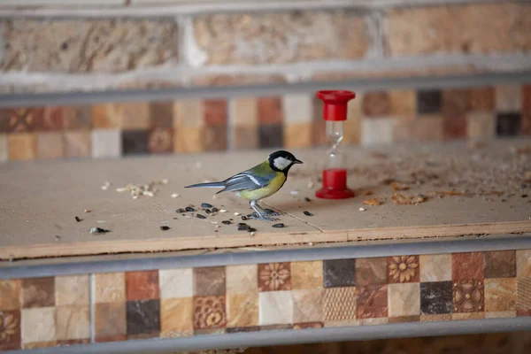 Cute Tit Sits Shelf Nearby Black Sunflower Seeds Red Hourglass — 图库照片