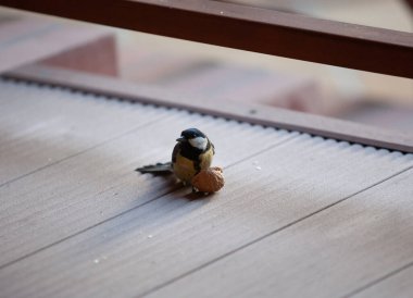 cute tit sits on the floor of a veranda made of parallel planks close-up. Before her is a walnu