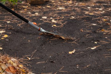 Yelpaze sapı uzun bir toplayıcı Düşen uzun çam iğneleri ve siyah eart üzerinde sarı yapraklar