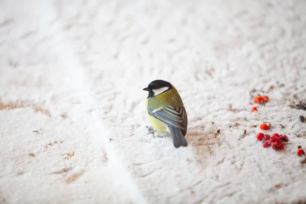 Birds Winter Cute Tit Sits Snow Nearby Red Rowan Berries — Foto de Stock