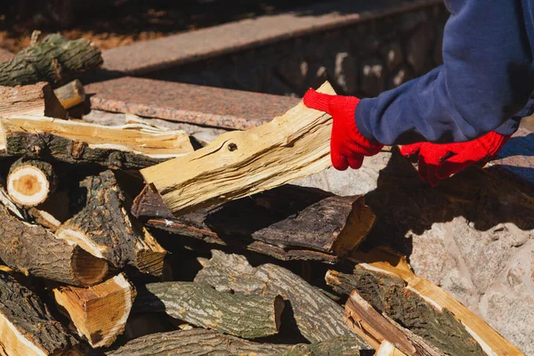 Les Mains Gants Travail Rouges Tiennent Une Bûche Mûrier Avec — Photo