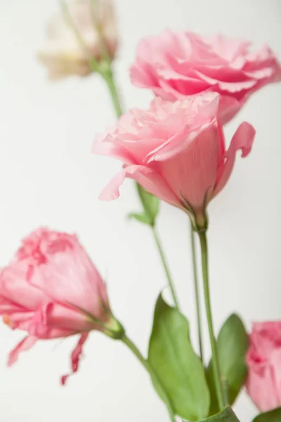 Pink Cream Eustoma Flowers White Background Close — Stock Photo, Image