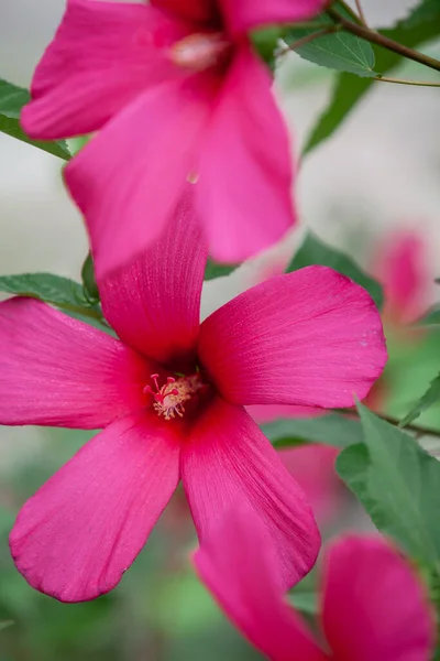 夏の花にシングルパープルの虹彩花のクローズアップがあります — ストック写真