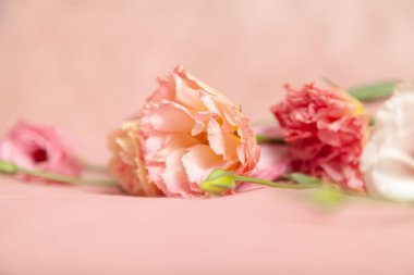 Bir buket şeklinde narin pembe ve krema renginde birkaç çiçek açık pembe bir sırtüstü uzanır.