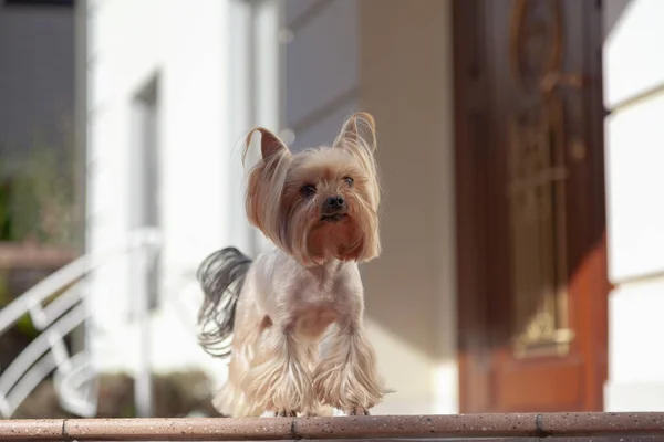 Cute Yorkshire Terrier Encuentra Porche Día Soleado Cerca —  Fotos de Stock