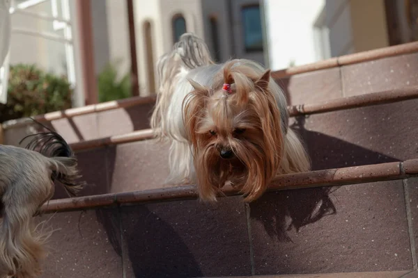 Cute Yorkshire Terrier Lies Granite Step Staircase Sunny Day Close — Stock Photo, Image