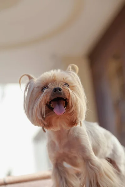 Cute Yorkshire Terrier Encuentra Paso Granito Una Escalera Día Soleado —  Fotos de Stock