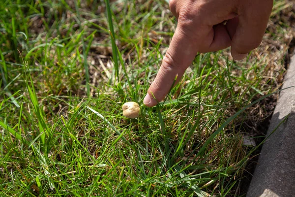 Petit Champignon Sur Pelouse Doigt Main Pointe Vers Petit Champignon — Photo