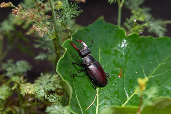 Coléoptère Dans Des Conditions Naturelles Dendroctone Cerf Avec Grands Bois — Photo