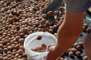 Eller bir metal spatula kullanarak plastik bir kova içine olgun ceviz dökün