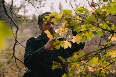 Sakallı doğa bilimci, ağaç dalındaki büyük sarı akçaağaç yaprağını kemik sapındaki büyük bir büyüteçle inceliyor.